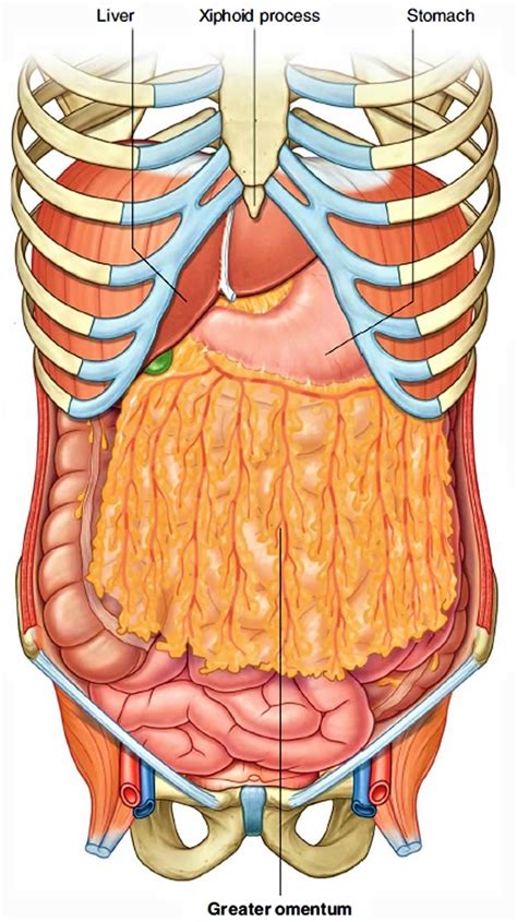 Greater and lesser omentum: Location, anatomy, function .